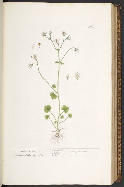 プレート 56、ホワイト ユキノシタ、「A Curious Herbal」より 作： Elizabeth Blackwell