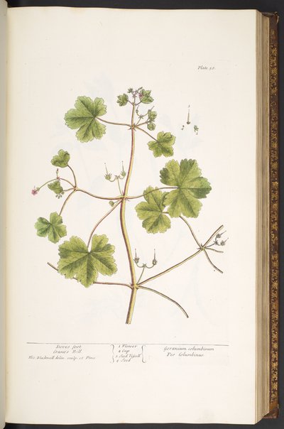 プレート 58、ハトの足、ツルのくちばし、「A Curious Herbal」より 作： Elizabeth Blackwell