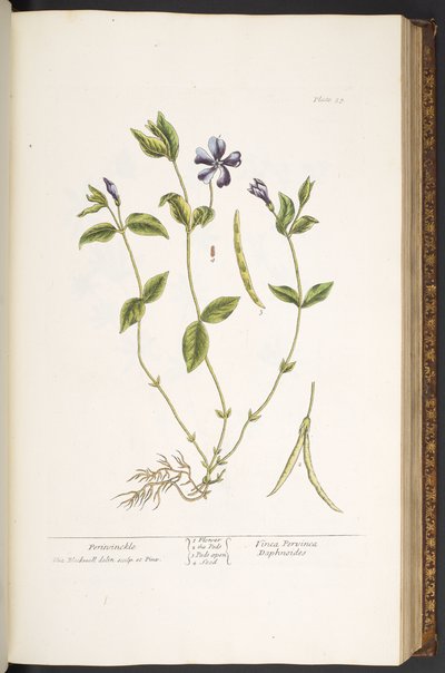 プレート 59、ツルニチニチソウ、「A Curious Herbal」より 作： Elizabeth Blackwell
