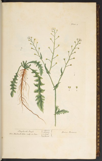プレート 5、羊飼いの財布、「A Curious Herbal」より 作： Elizabeth Blackwell