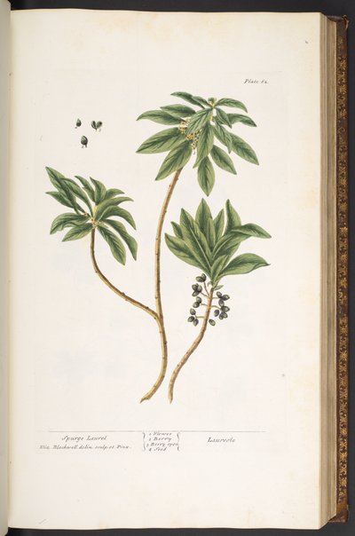 プレート 62、「A Curious Herbal」より 作： Elizabeth Blackwell