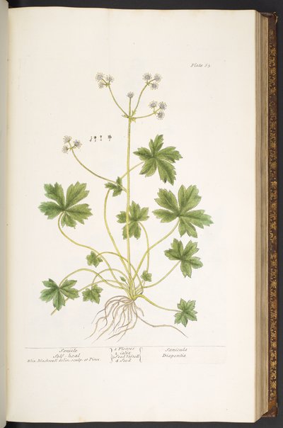 プレート 63、Sanicle Self-Heal、「A Curious Herbal」より 作： Elizabeth Blackwell