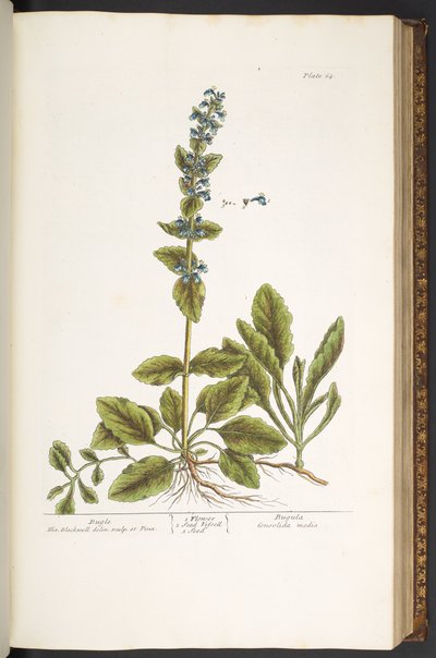 プレート 64、ラッパ、「A Curious Herbal」より 作： Elizabeth Blackwell