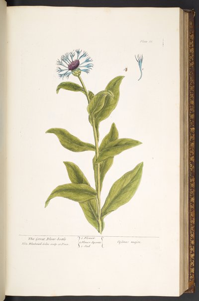 プレート 66、「A Curious Herbal」より 作： Elizabeth Blackwell