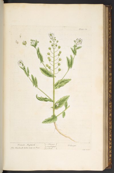 プレート 68、「A Curious Herbal」より 作： Elizabeth Blackwell