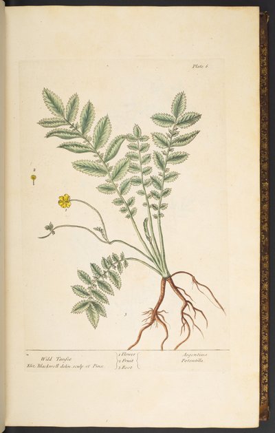 プレート 6、ワイルド タンジー、「A Curious Herbal」より 作： Elizabeth Blackwell