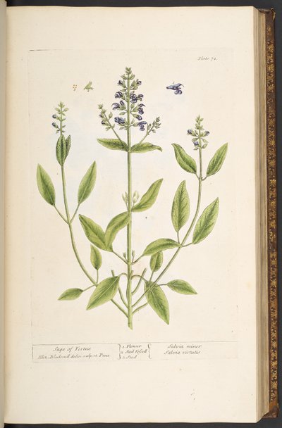プレート 71、「A Curious Herbal」より 作： Elizabeth Blackwell