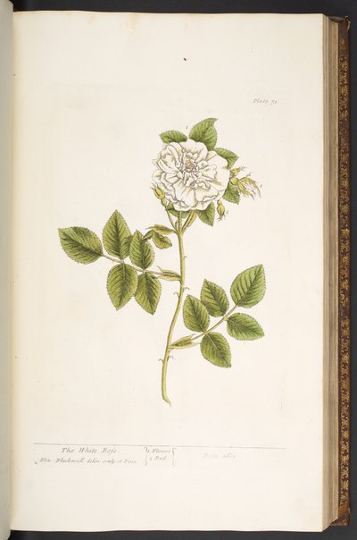 プレート 73、「A Curious Herbal」より 作： Elizabeth Blackwell