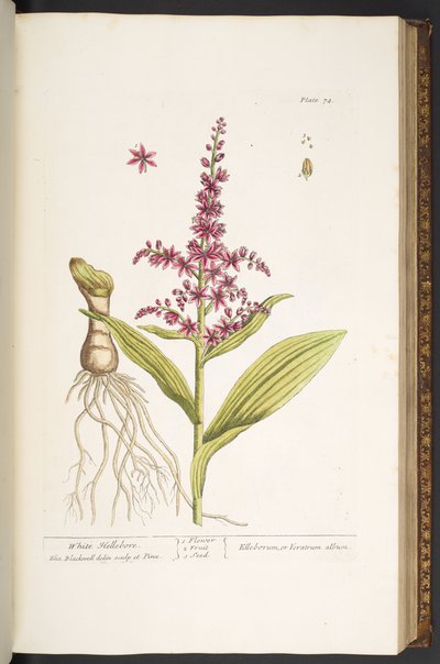 プレート 74、「A Curious Herbal」より 作： Elizabeth Blackwell