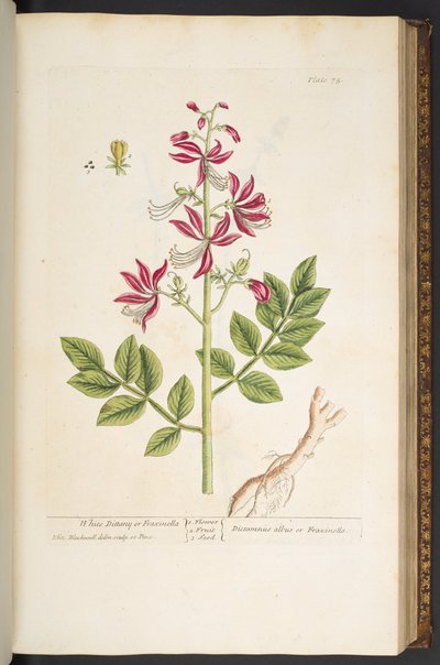 プレート 75、「A Curious Herbal」より 作： Elizabeth Blackwell