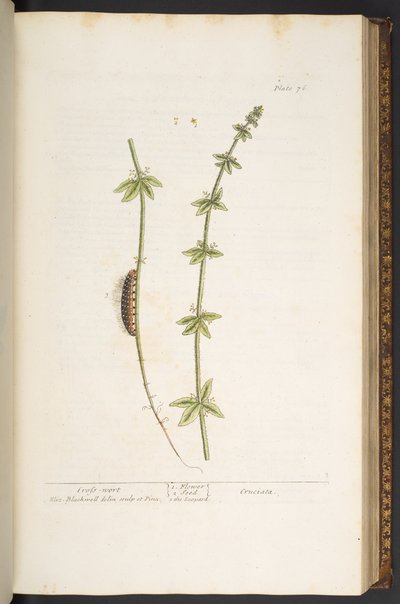プレート 76、クロス ワート、「A Curious Herbal」より 作： Elizabeth Blackwell