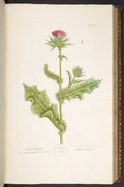プレート 79、レディース アザミ、「A Curious Herbal」より 作： Elizabeth Blackwell