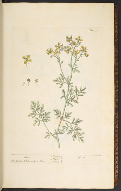 プレート 7、Rue、「A Curious Herbal」より 作： Elizabeth Blackwell
