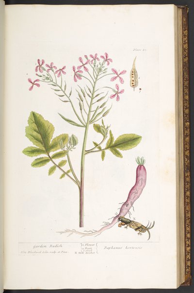 プレート 81、「A Curious Herbal」より 作： Elizabeth Blackwell