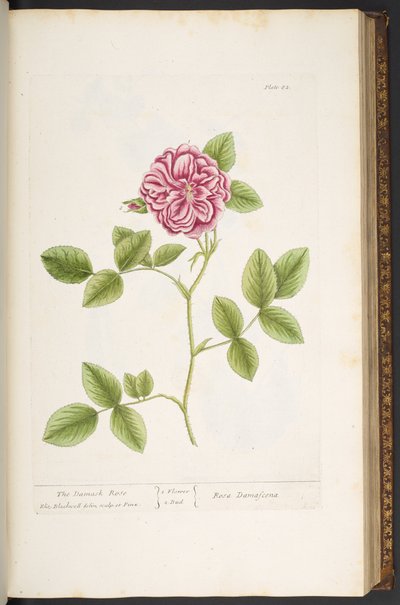 プレート 82、ダマスク ローズ、「A Curious Herbal」より 作： Elizabeth Blackwell