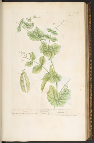 プレート 83、「A Curious Herbal」より 作： Elizabeth Blackwell
