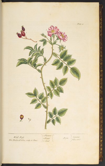 プレート 8、ワイルド ローズ、「A Curious Herbal」より 作： Elizabeth Blackwell