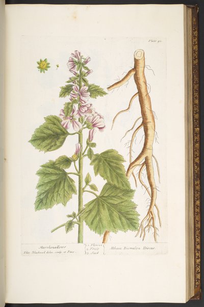 プレート 90、「A Curious Herbal」より 作： Elizabeth Blackwell
