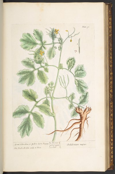 「A Curious Herbal」のプレート 91、Great Celandine、または Yellow Horn Poppy 作： Elizabeth Blackwell