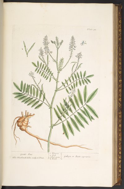 プレート 92、「A Curious Herbal」より 作： Elizabeth Blackwell