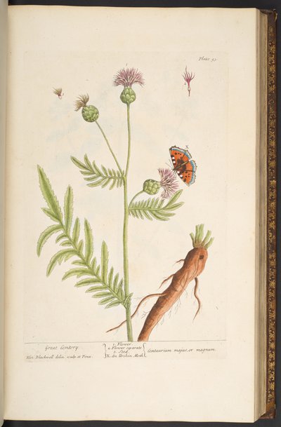 プレート 93、「A Curious Herbal」より 作： Elizabeth Blackwell