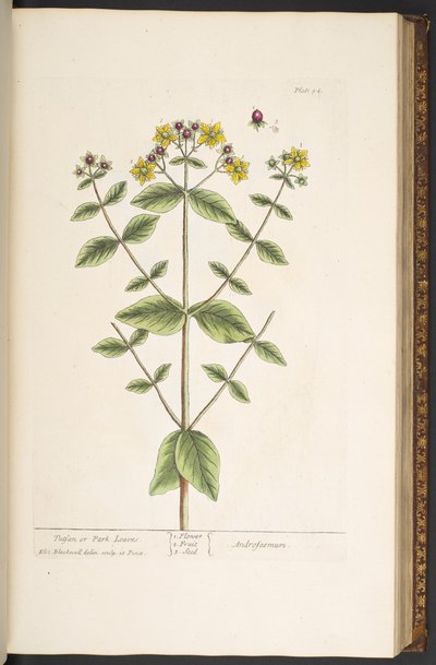 プレート 94、「A Curious Herbal」より 作： Elizabeth Blackwell