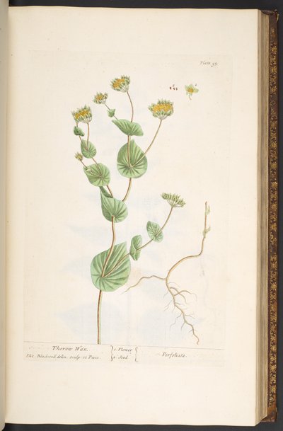 プレート 95、「A Curious Herbal」より 作： Elizabeth Blackwell
