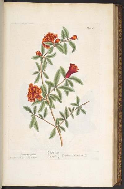 プレート 97、「A Curious Herbal」より 作： Elizabeth Blackwell