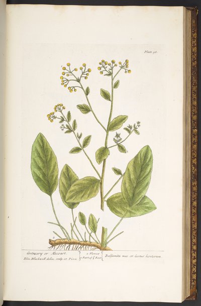 プレート 98、「A Curious Herbal」より 作： Elizabeth Blackwell