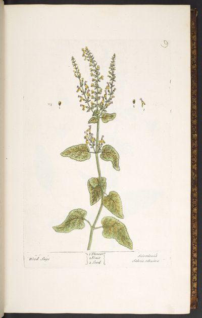 プレート 9、ウッド セージ、「A Curious Herbal」より 作： Elizabeth Blackwell