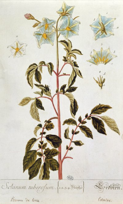 ジャガイモの花、 &39;Herbarium Blackwellianum&39;のプレート、1757年にドイツのニュルンベルクで公開（色の彫刻） 作： Elizabeth Blackwell