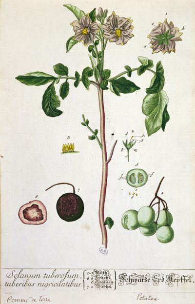ジャガイモの植物と果物、 &39;Herbarium Blackwellianum&39;のプレート、1757年にドイツのニュルンベルクで公開（色の彫刻） 作： Elizabeth Blackwell