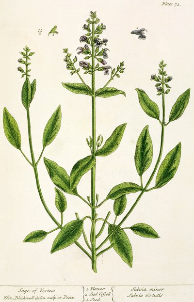 「好奇心の強い薬草」からのサルビアム、1782（色の彫刻） 作： Elizabeth Blackwell