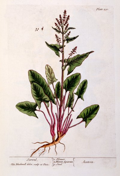 ソレル、 &39;A Curious Herbal&39;のプレート230、1782年発行（カラー彫刻） 作： Elizabeth Blackwell