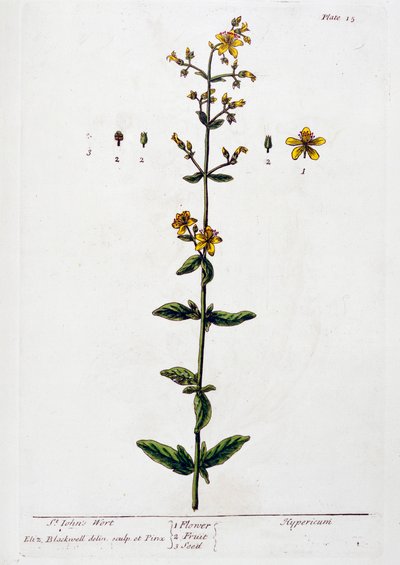 セントジョーンズワート、1782年 作： Elizabeth Blackwell