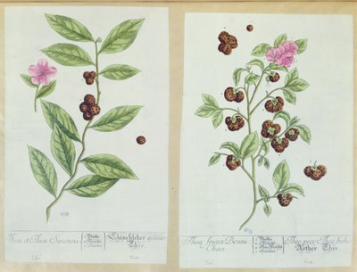 ティーとチャイナティー、 &39;Herbarium Blackwellianum&39;のプレート、1757年にドイツのニュルンベルクで公開（色の彫刻） 作： Elizabeth Blackwell