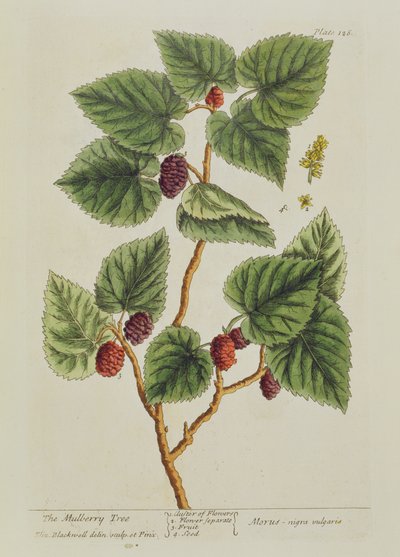 桑の木、 &39;A Curious Herbal&39;のプレート126、1782年発行（カラー彫刻） 作： Elizabeth Blackwell
