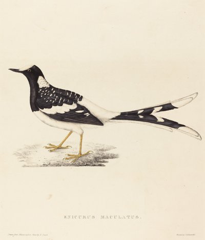 Enicurus Maculatus (斑点フォークテール) 作： Elizabeth Gould