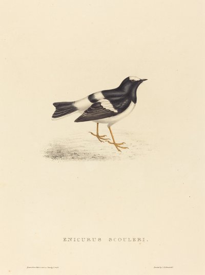 Enicurus Scouleri (リトルフォークテイル) 作： Elizabeth Gould