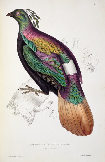 ヒマラヤのキジ、「ヒマラヤ山脈からの鳥の世紀」、1830-32、ジョン・グールド（1804-41）作 作： Elizabeth Gould