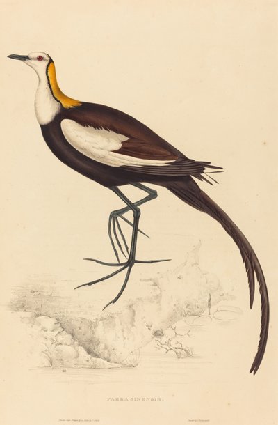 Parra Sinensis (キジ尾ジャカナ) 作： Elizabeth Gould