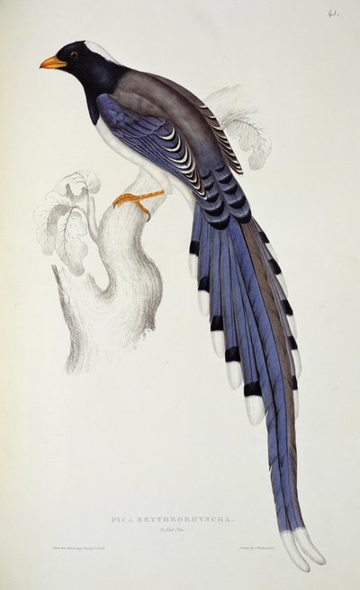 Pica Erythrorhyncha、「ヒマラヤ山脈からの鳥の世紀」、1830-32年、ジョン・グールド（1804-81） 作： Elizabeth Gould