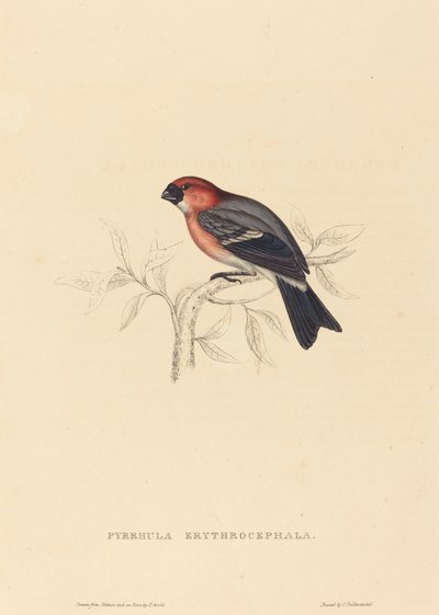 ピュルーラ・エリスロセファル（赤毛のウソ） 作： Elizabeth Gould