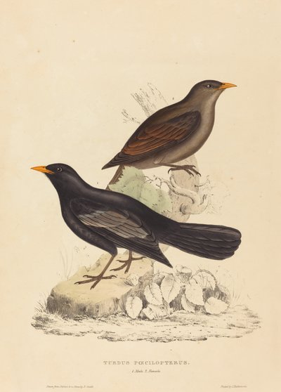 つぐみ Poecilopterus (アステカツグミ) 作： Elizabeth Gould