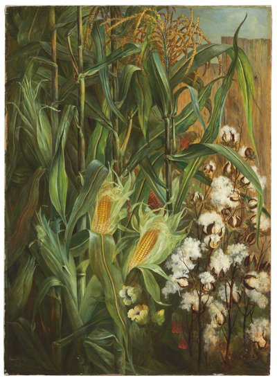 2 人の王様: トウモロコシと綿花 作： Elizabeth H. Remington