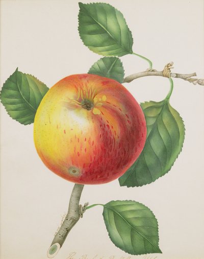 リンゴ、c.1835（wc） 作： Elizabeth Jane Hill