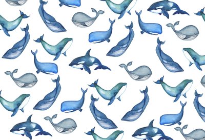 クジラ、2017年（水彩） 作： Elizabeth Rider