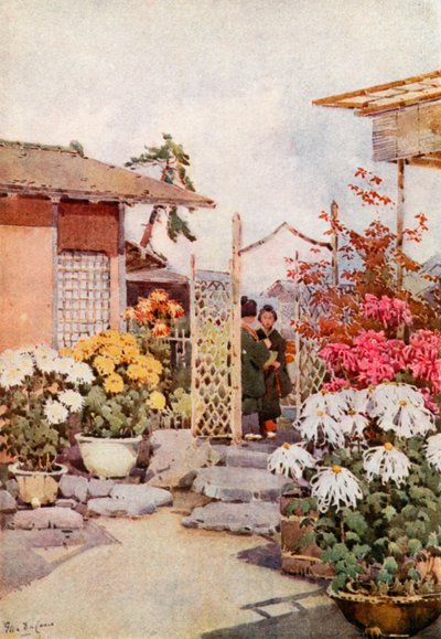 菊、京都（カラーリソ） 作： Ella Du Cane