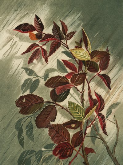 雨の中の紅葉 作： 