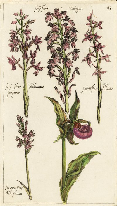 様々な種類のヨーロッパの蘭、レディーズ・スリッパー・オーキッド、Cypripedium calceolus 作： Emanuel Sweert